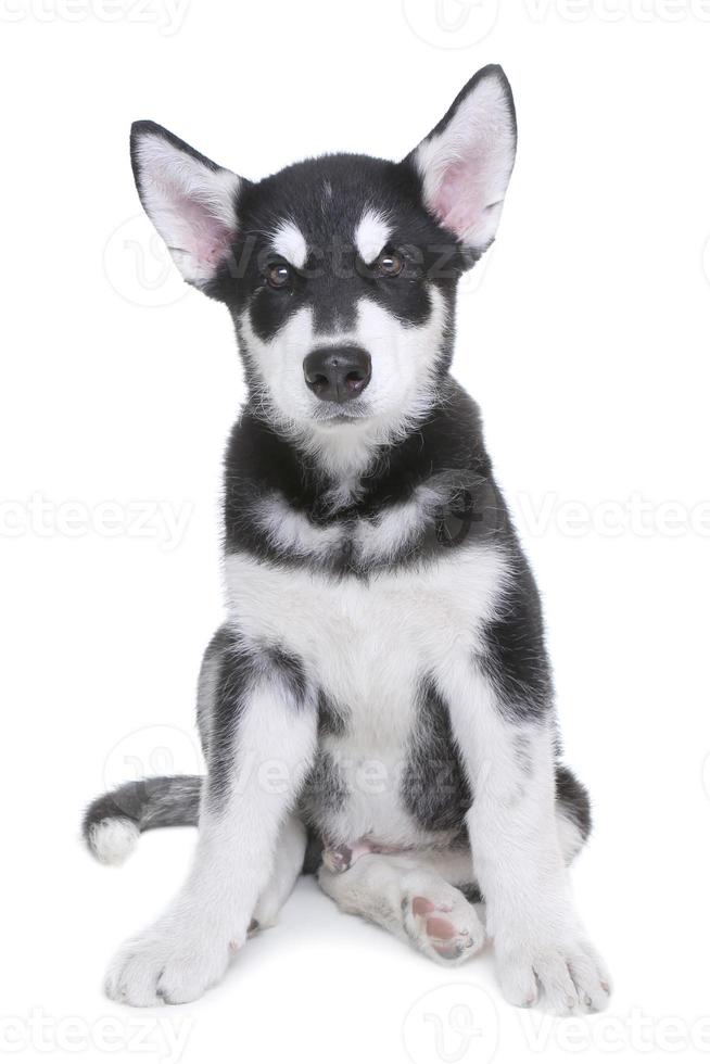 Chiot malamute d'Alaska sur fond blanc en studio photo