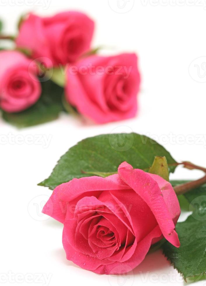 gros plan de roses roses sur fond blanc photo
