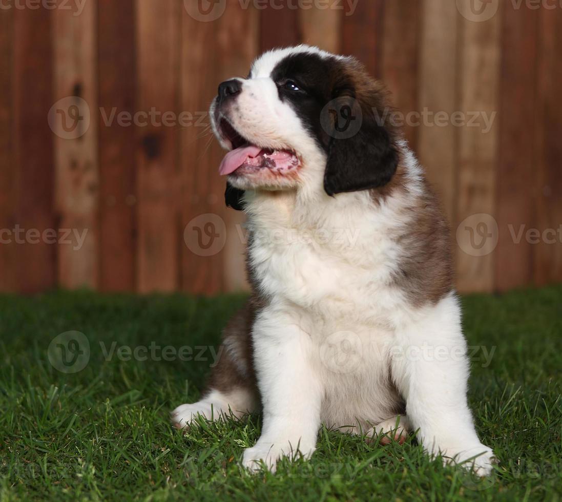 adorables chiots saint bernard photo