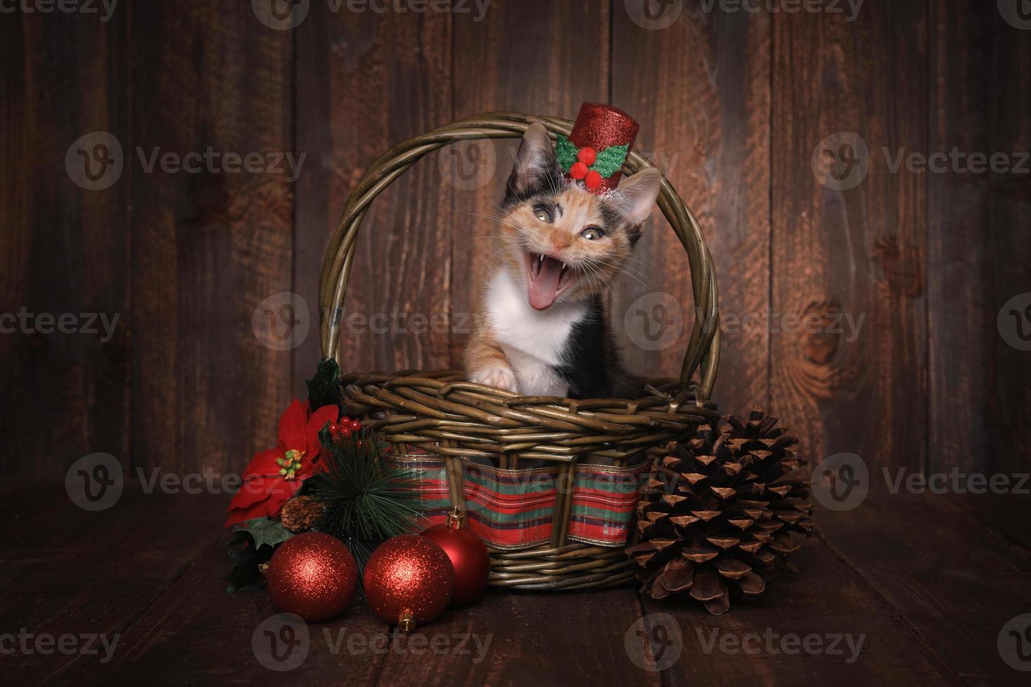 Chaton calicot sur le thème de Noël situé sur fond de bois photo