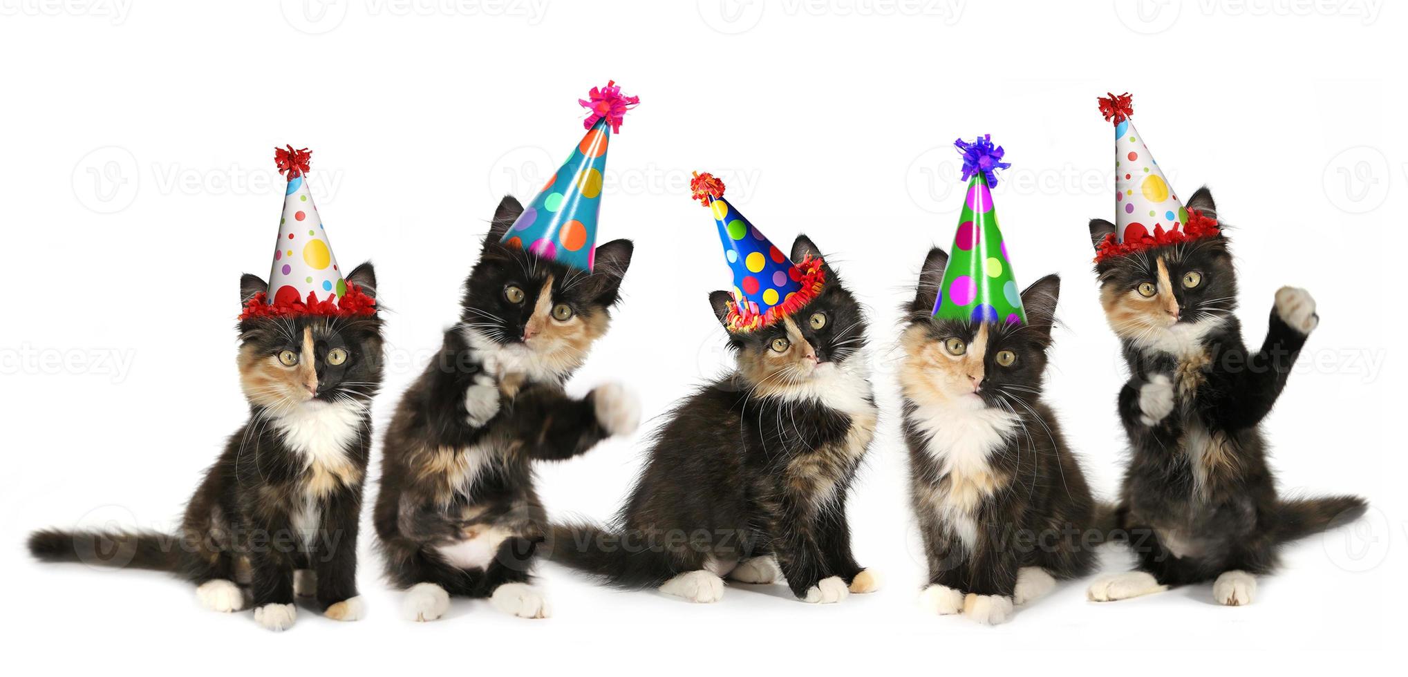 5 chatons sur fond blanc avec des chapeaux d'anniversaire photo