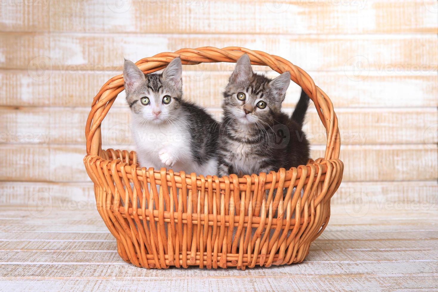 deux chatons adoptables dans un panier photo