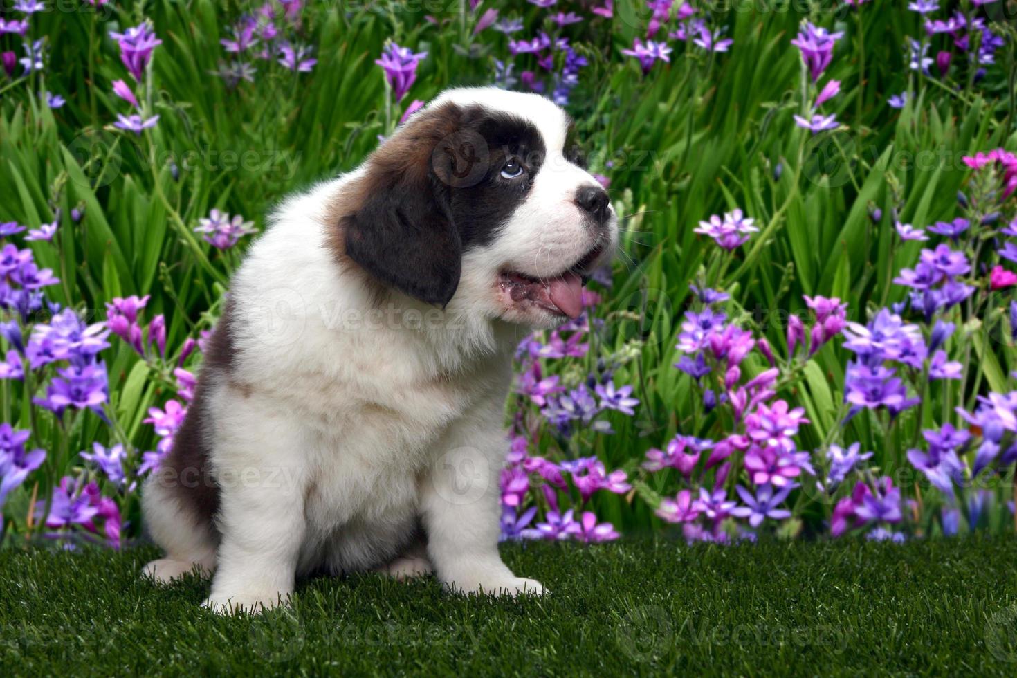 portrait de chiot saint bernard photo