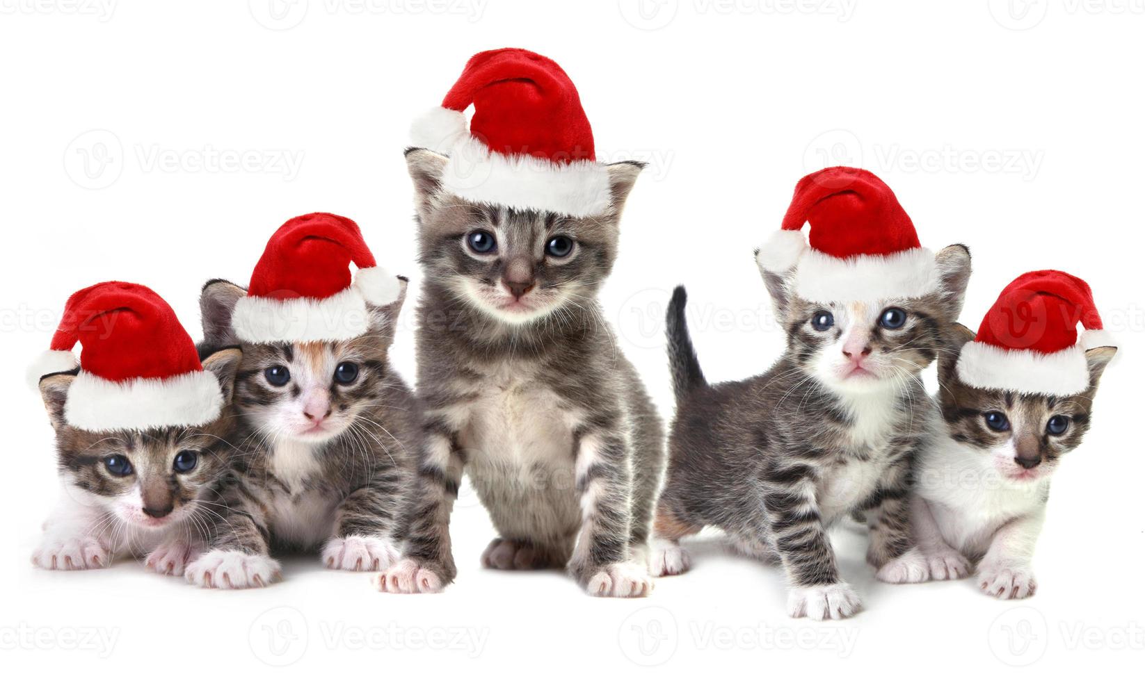 chatons de noël portant un chapeau rouge sur blanc photo