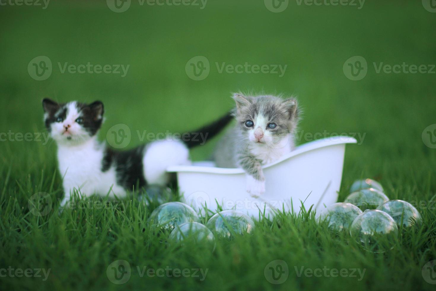 chatons à l'extérieur dans une verte prairie d'herbe photo