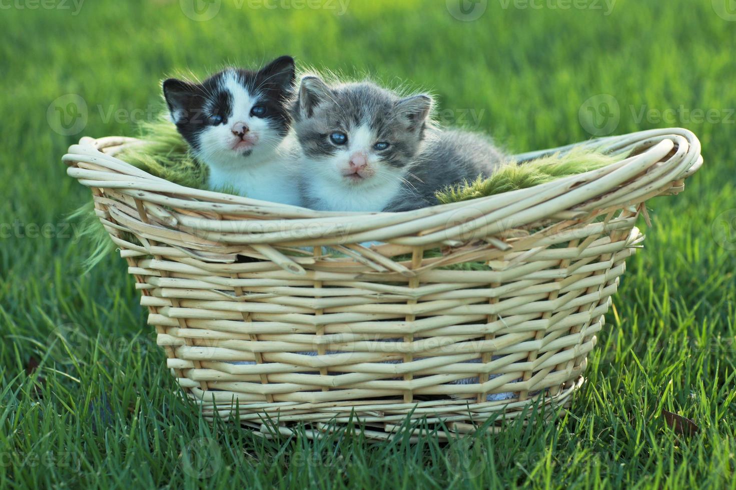 chatons à l'extérieur à la lumière naturelle photo