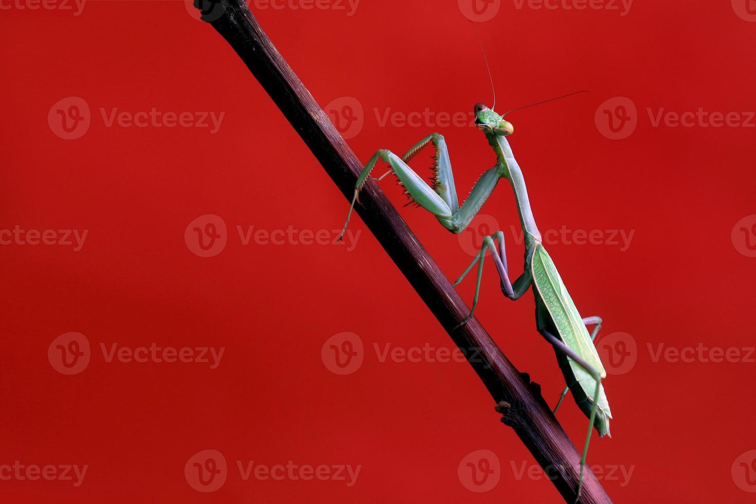 mante religieuse verte sur rouge photo