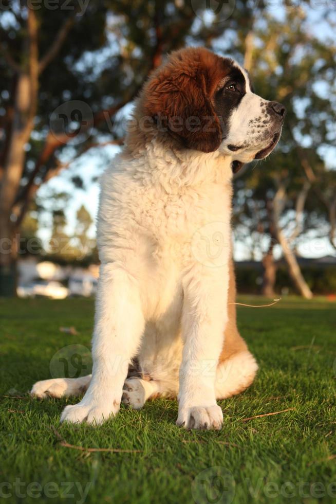 mignon chiot de race saint bernard photo