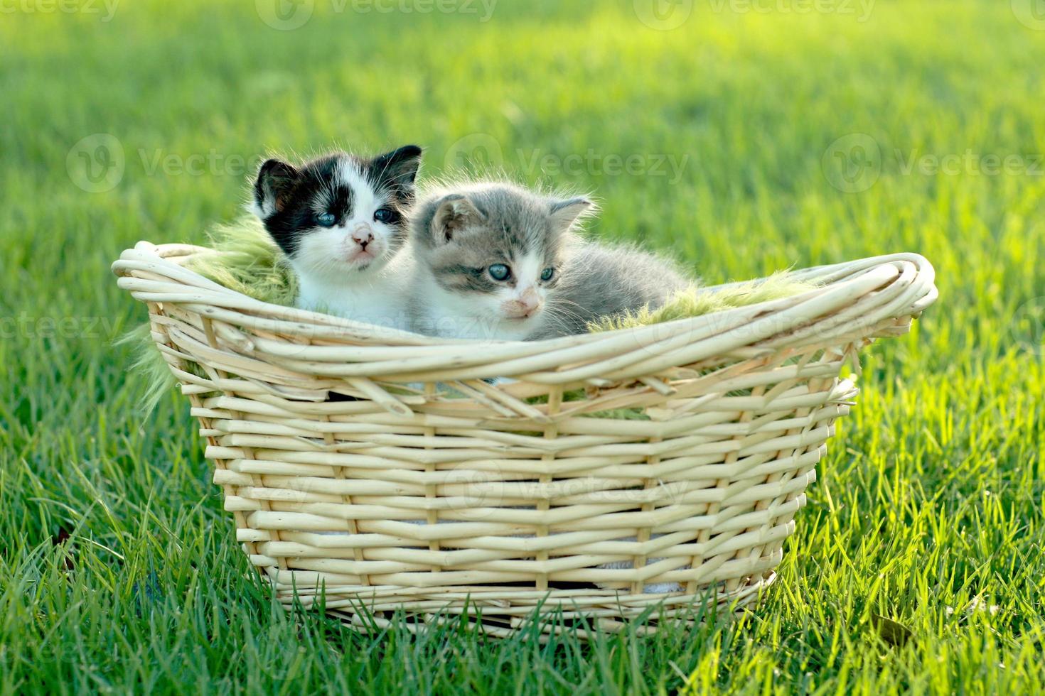 chatons à l'extérieur à la lumière naturelle photo