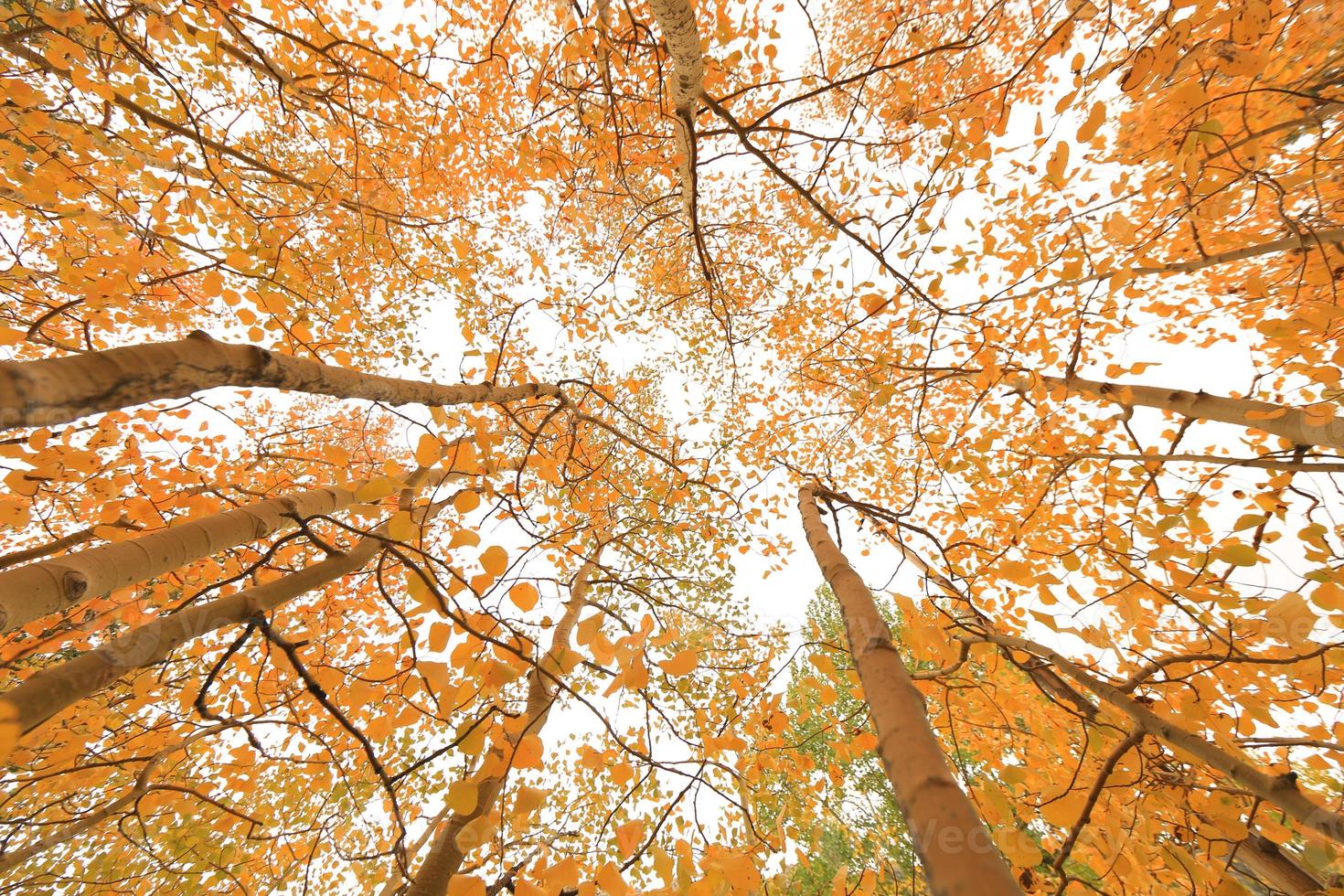 couleurs d'automne dans les montagnes de la sierra en californie photo