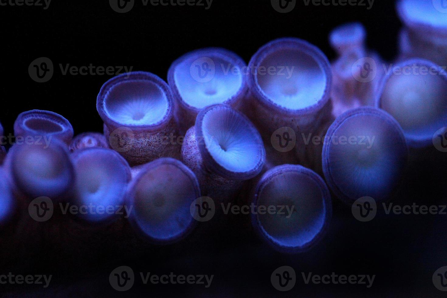 tentacules de poulpe avec une profondeur de champ extrême sous l'eau photo