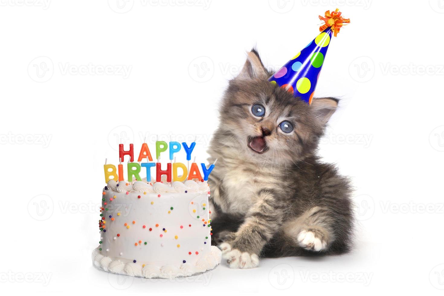 chaton sur blanc avec célébration de gâteau d'anniversaire photo