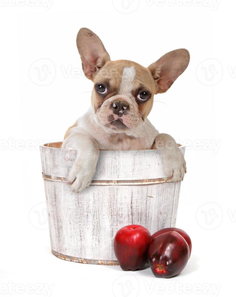Chiot chien dans un tonneau de pomme tourné en studio photo