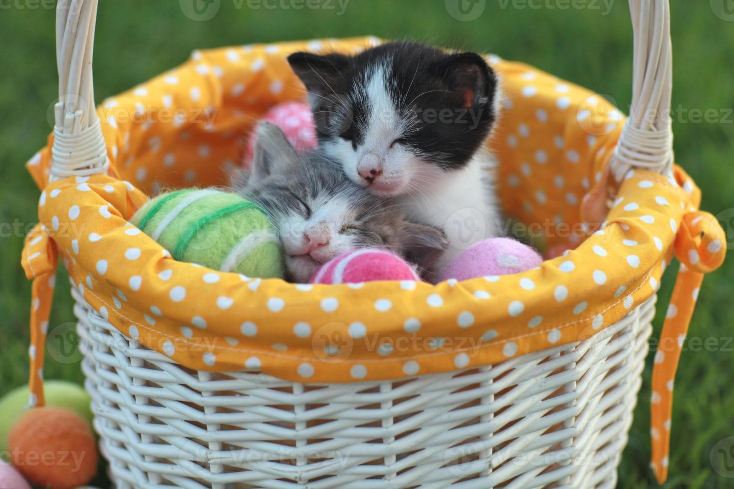 adorables chatons dans un panier de Pâques photo