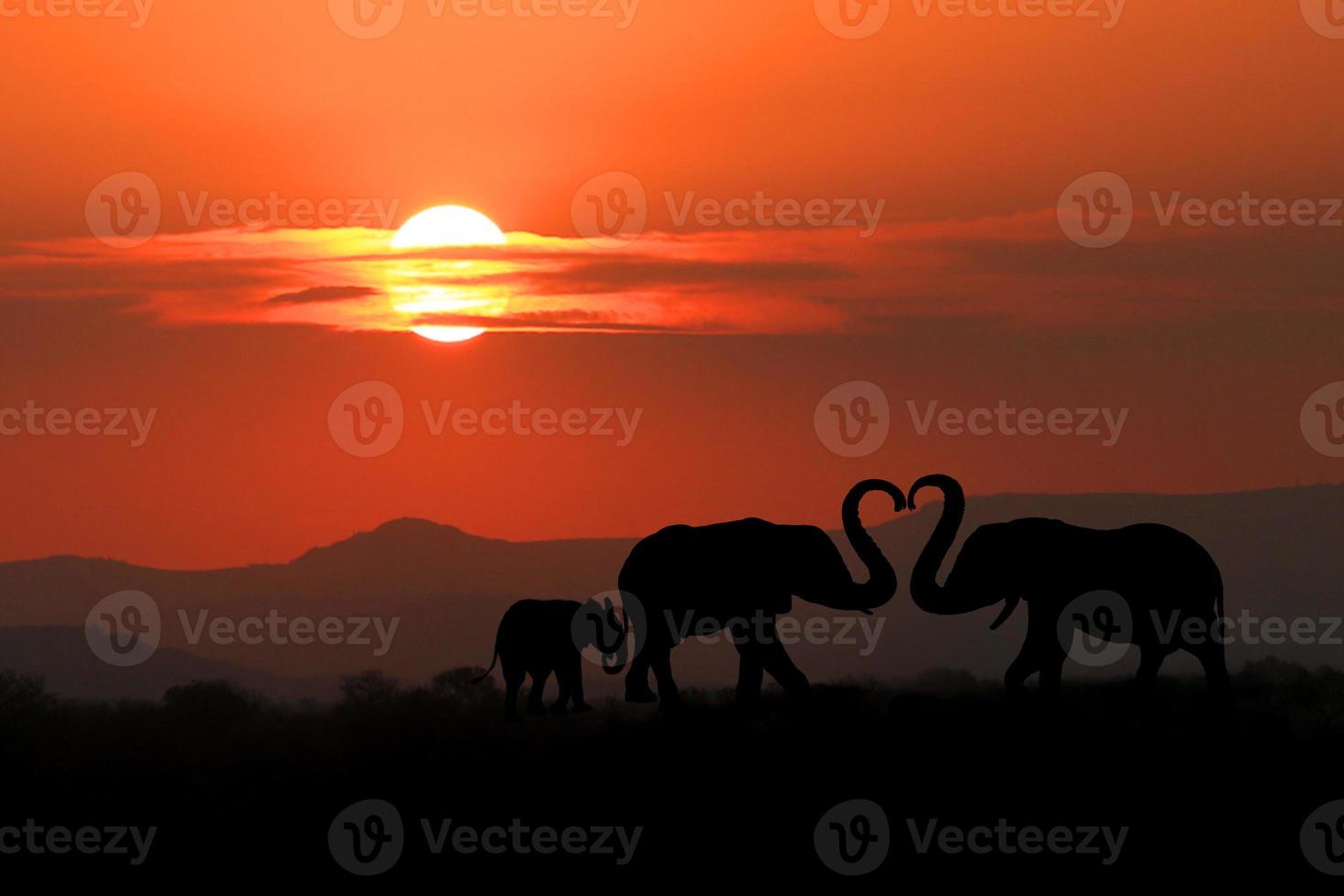 belle silhouette d'éléphants africains au coucher du soleil photo