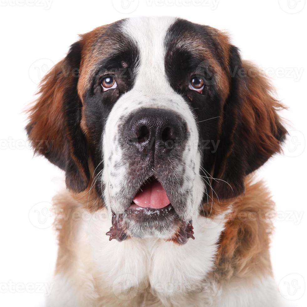 mignon chiot de race saint bernard photo