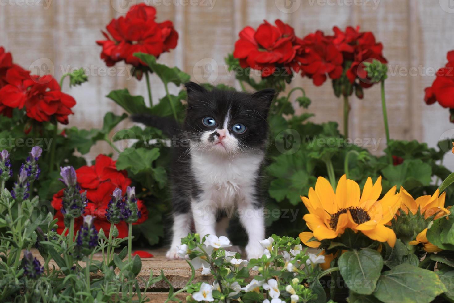 Adorable bébé chaton de 3 semaines dans un jardin photo