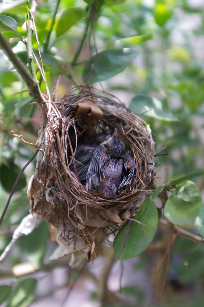 deux jeunes oiseaux dormant dans le nid. photo