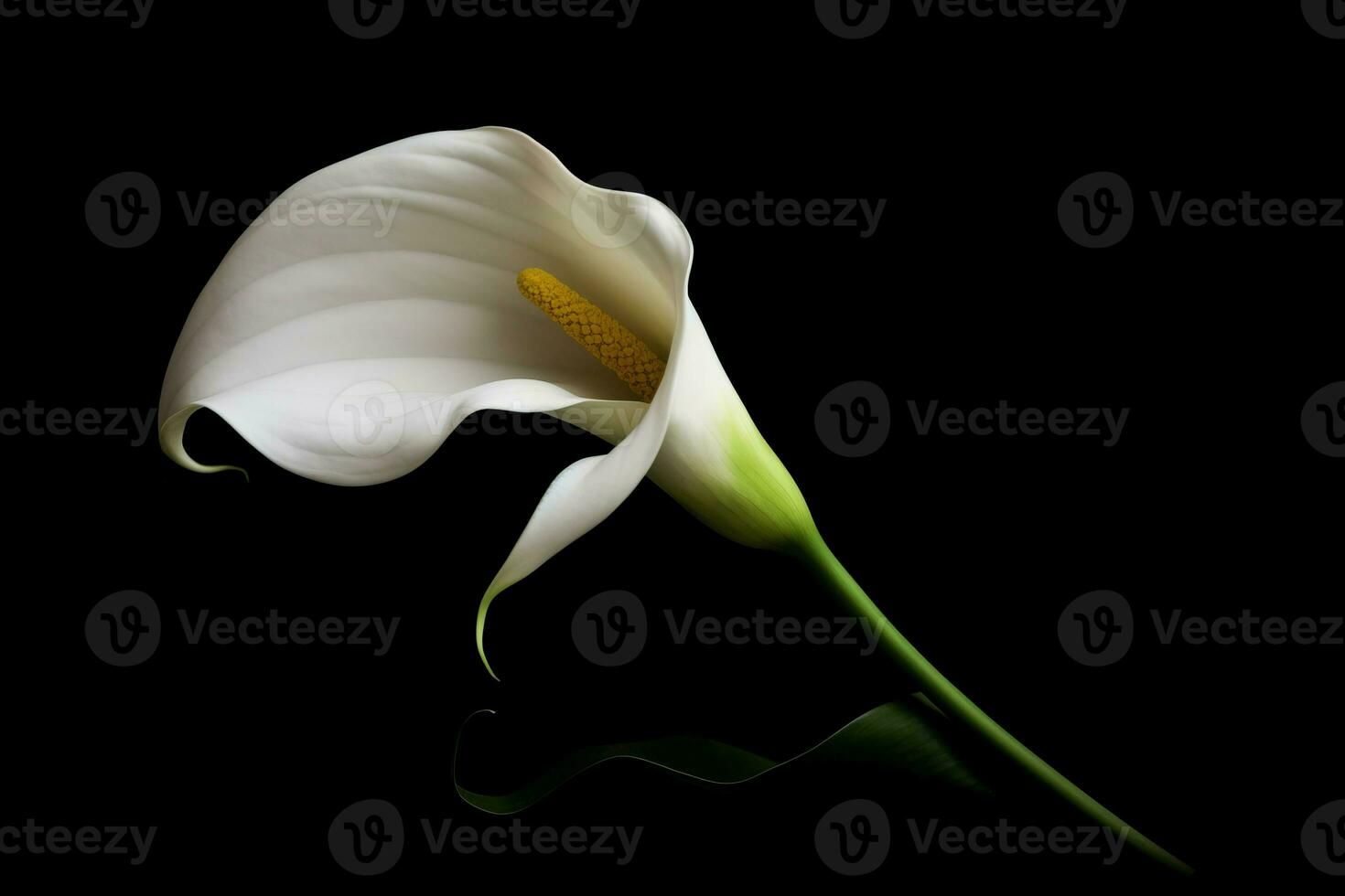ai généré calla blanc fleur fermer coup sur noir toile de fond. produire ai photo