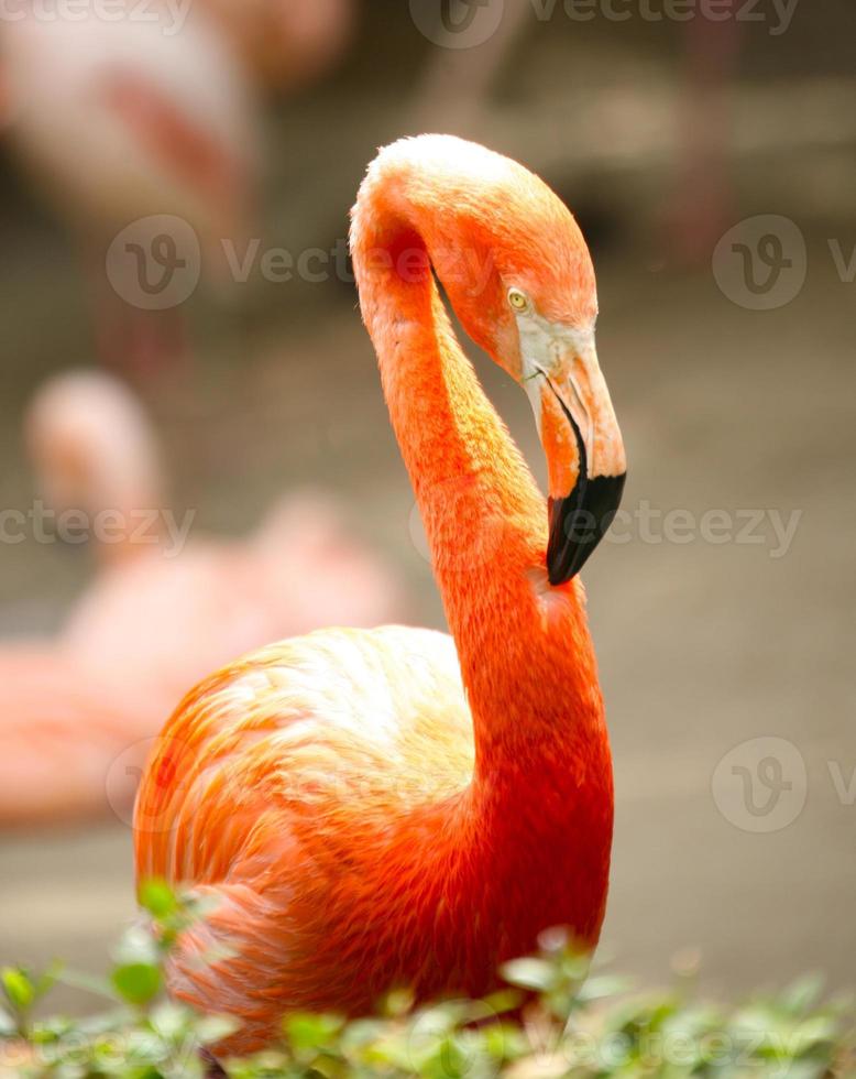 flamant orange à l'extérieur photo