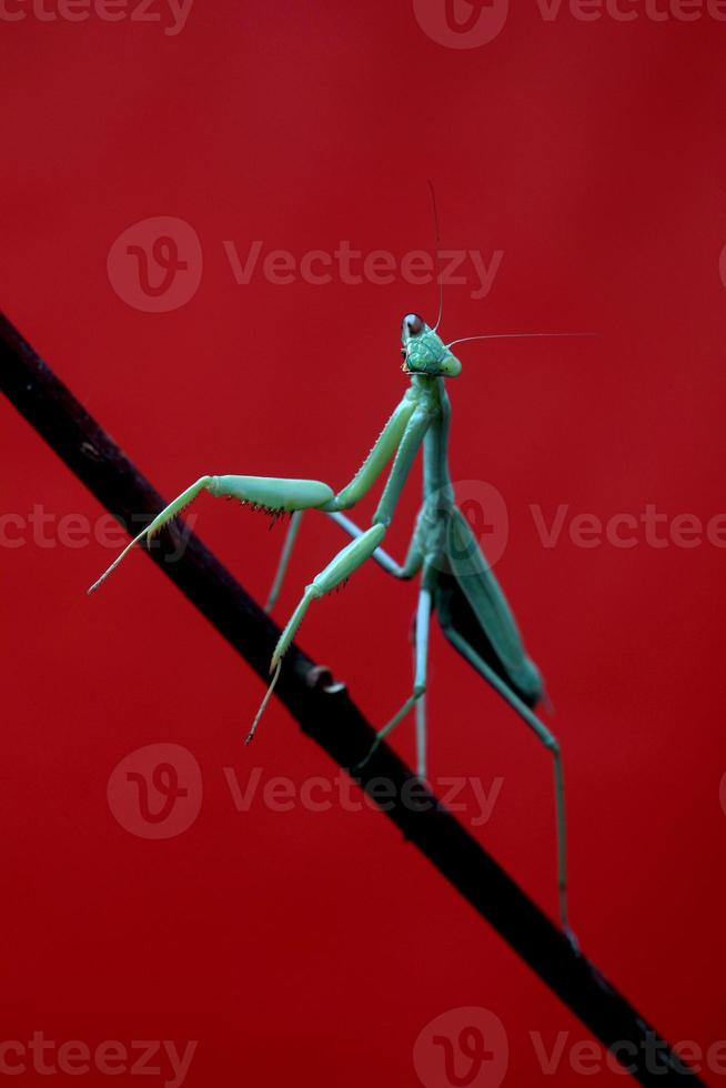 mante religieuse verte sur fond rouge photo