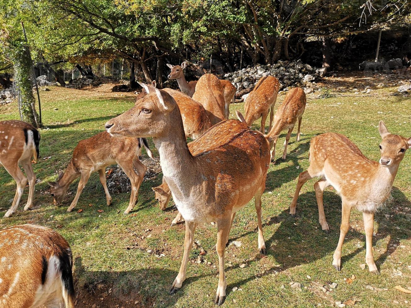 daim femelle dans le parc national des abruzzes photo