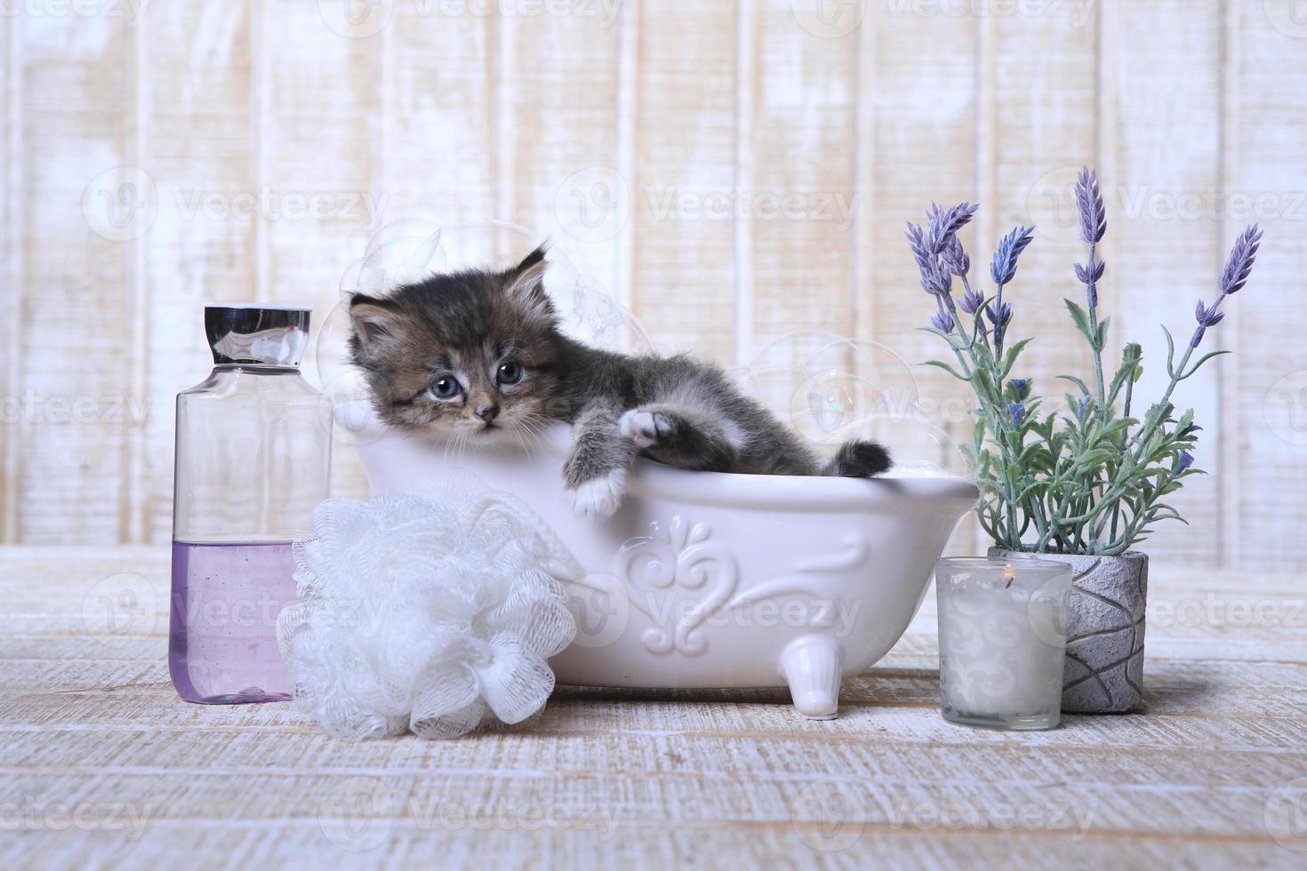 adorable chaton dans une baignoire relaxant photo