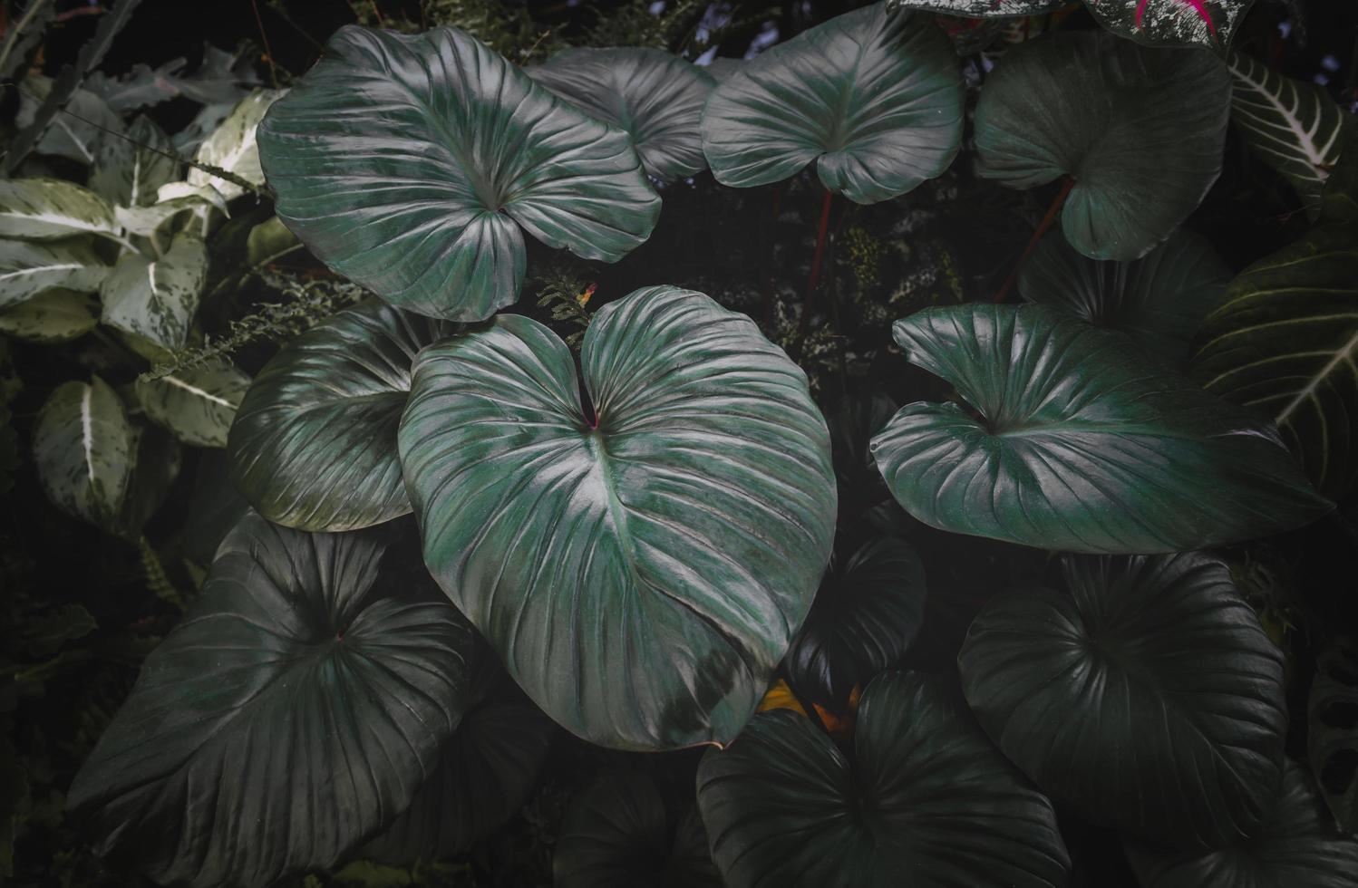 jardin de feuilles tropicales avec éclairage tamisé. photo