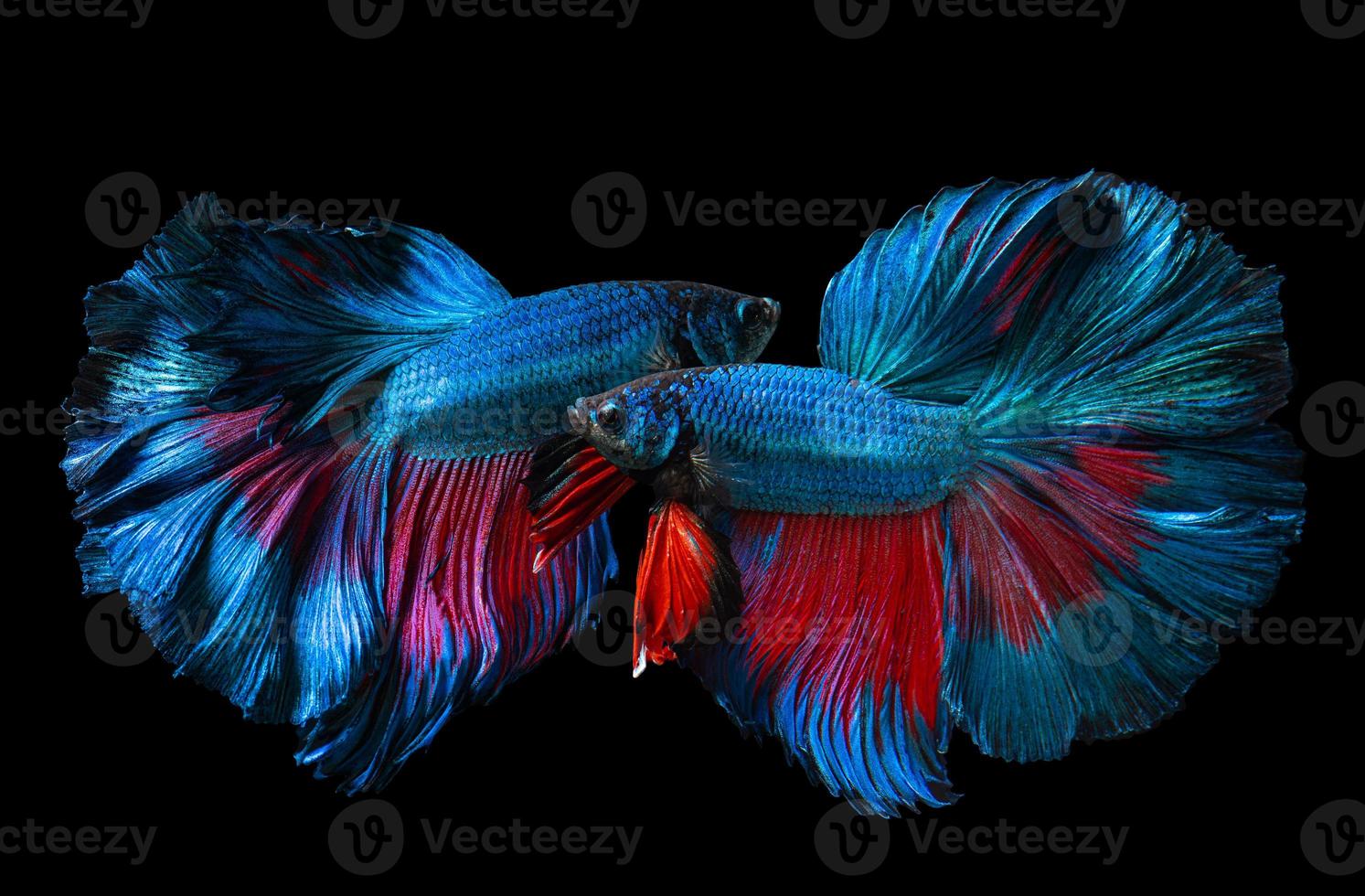 poisson betta bleu et rouge ou combat siamois. photo