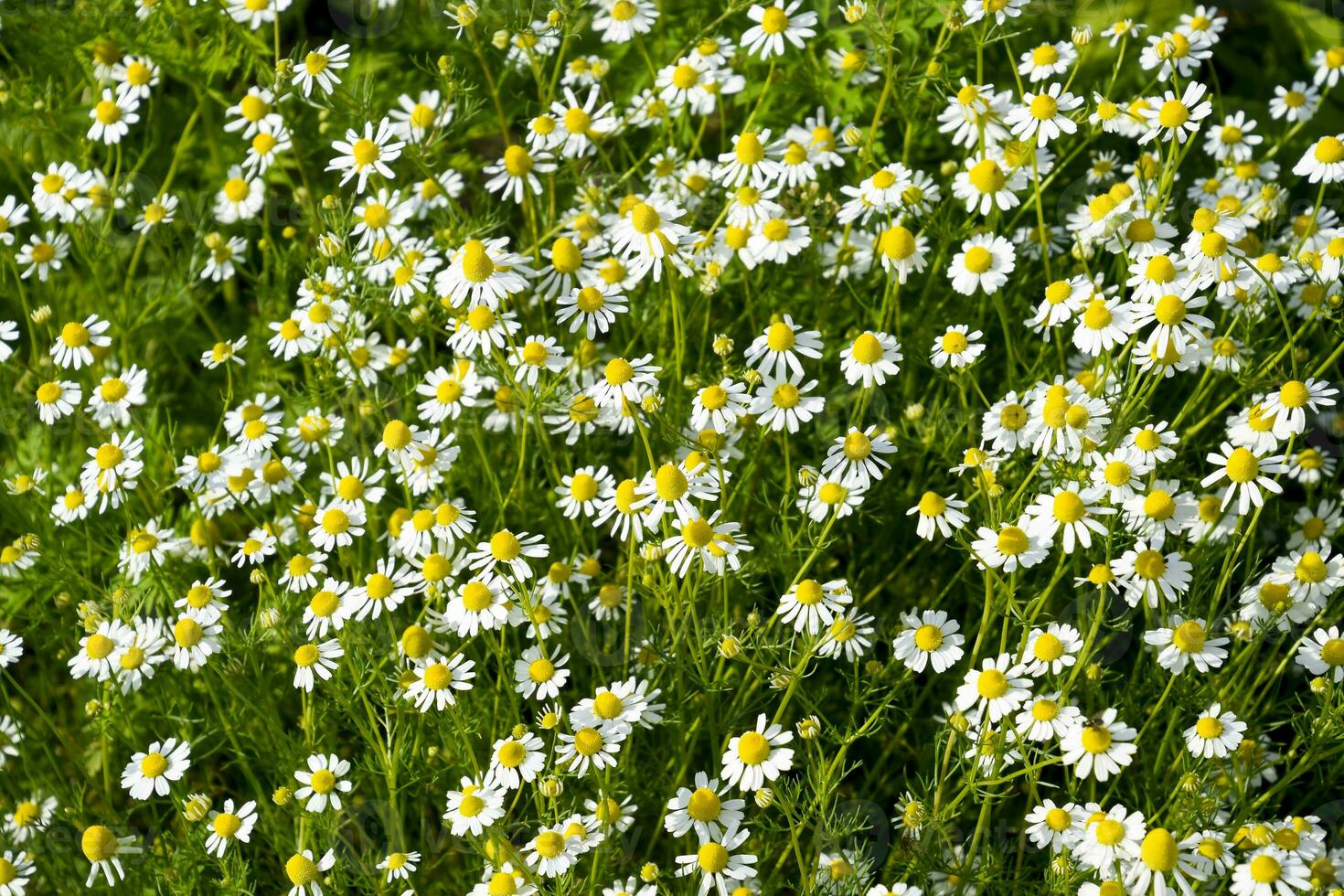 clairière. floraison camomille. photo