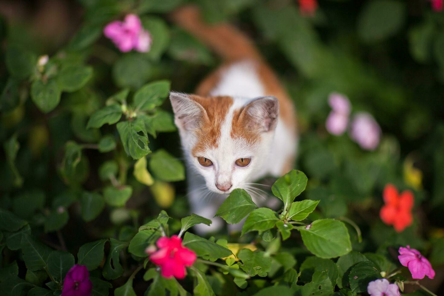 proche en haut chat Regardez sur caméra photo