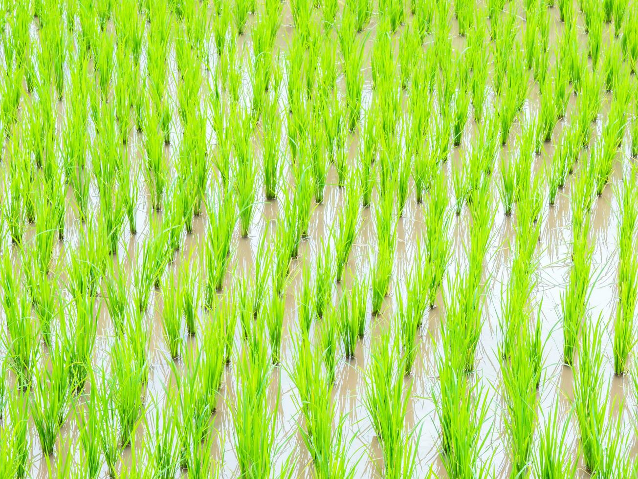 vert herbe de riz terrasse dans ferme photo