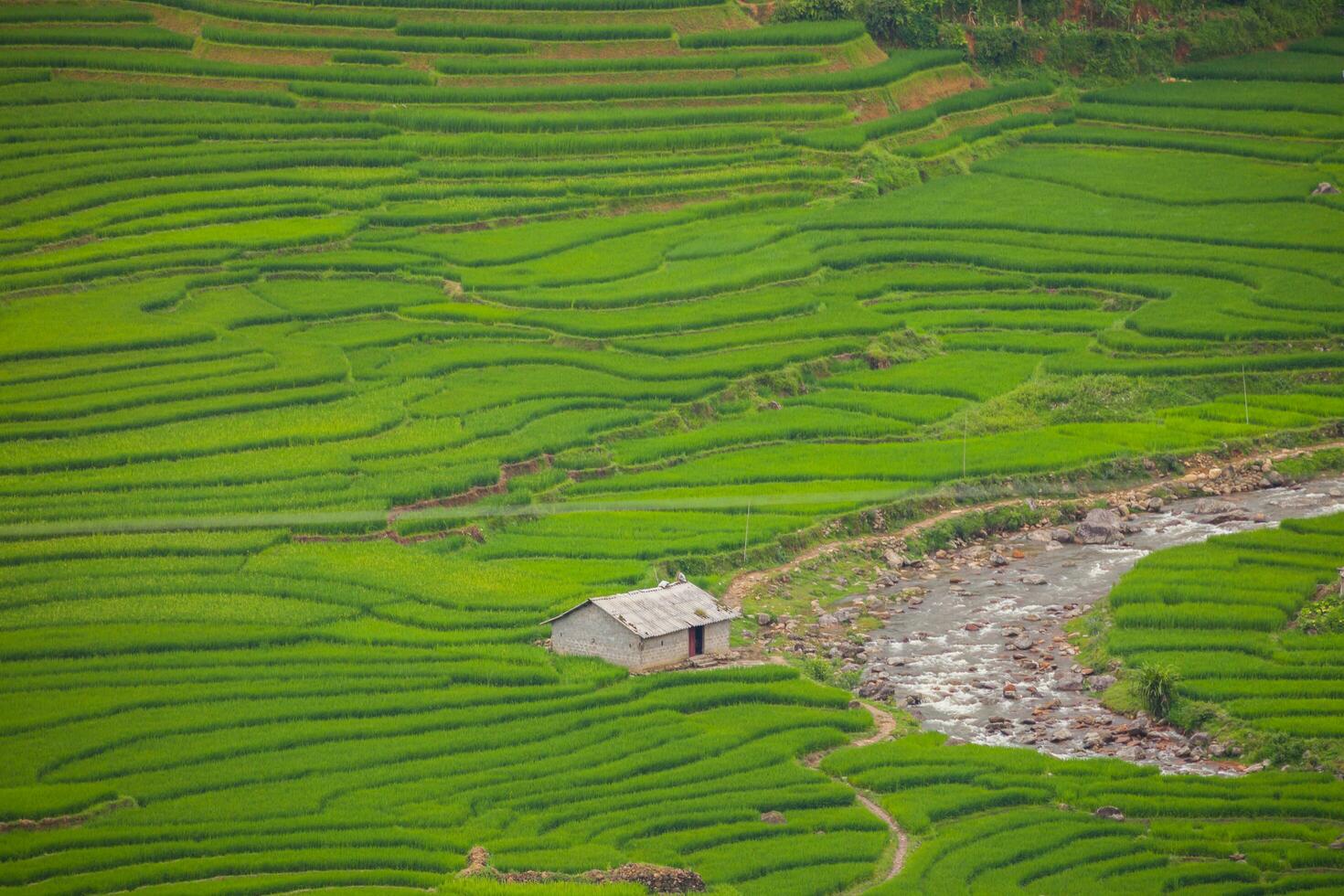 vert de riz terrasse sur colline de Montagne photo