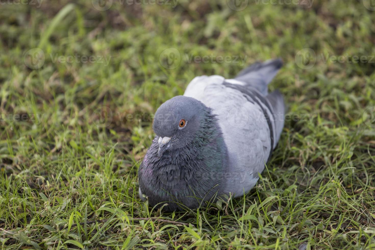 Pigeon relaxant sur l'herbe photo