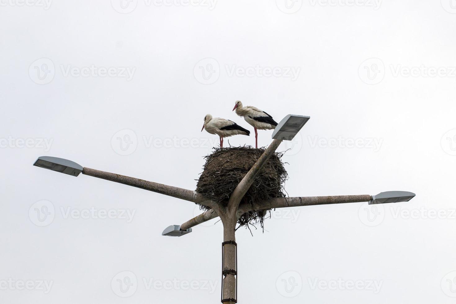 nid de cigogne avec deux oiseaux photo