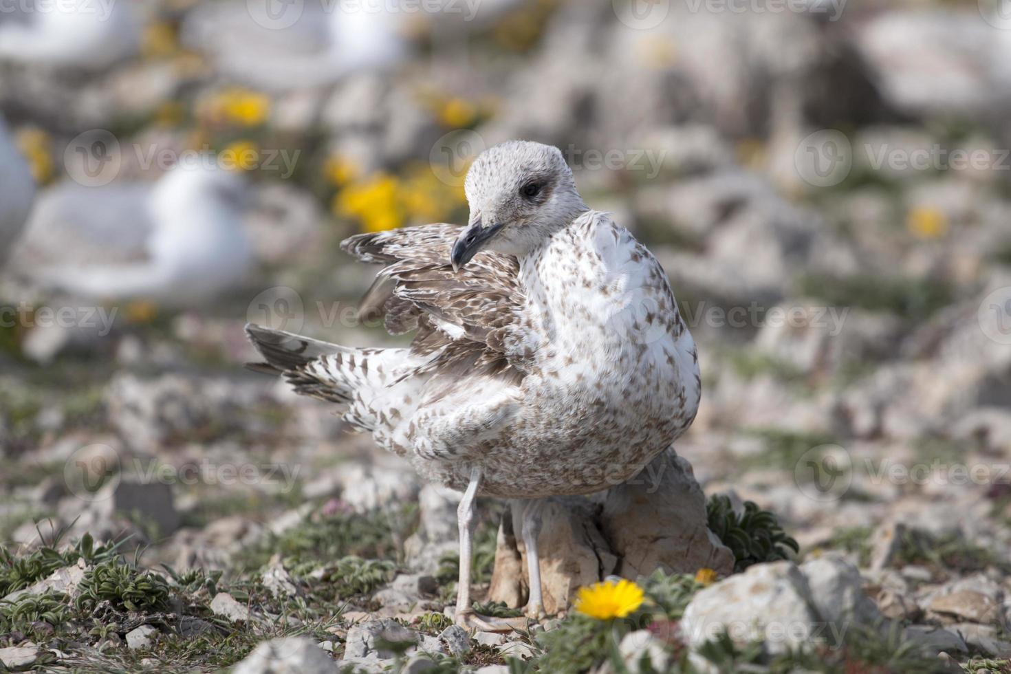 jeunes mouettes près des falaises photo