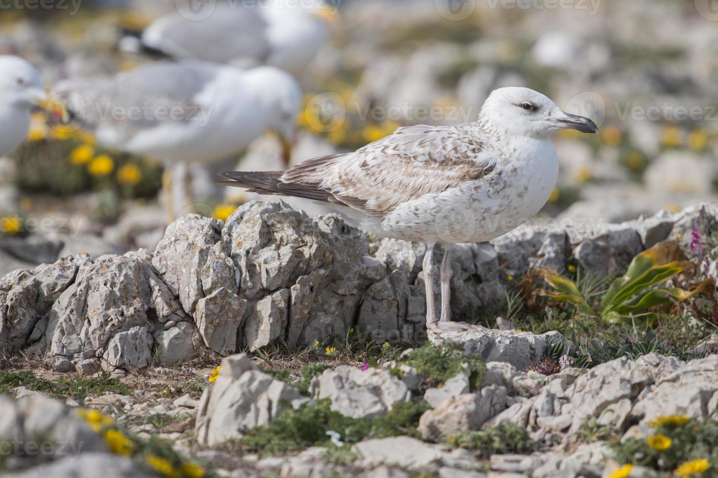 jeunes mouettes près des falaises photo