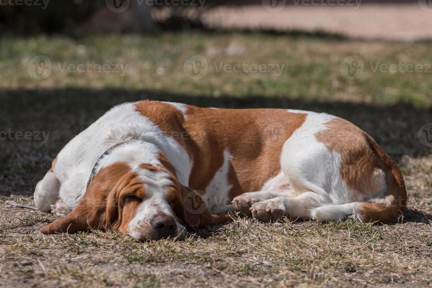 chien basset blanc et marron photo