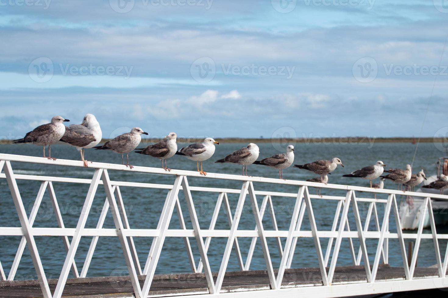 rangée de mouettes photo