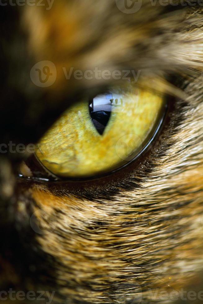 détail de l'oeil de chat photo