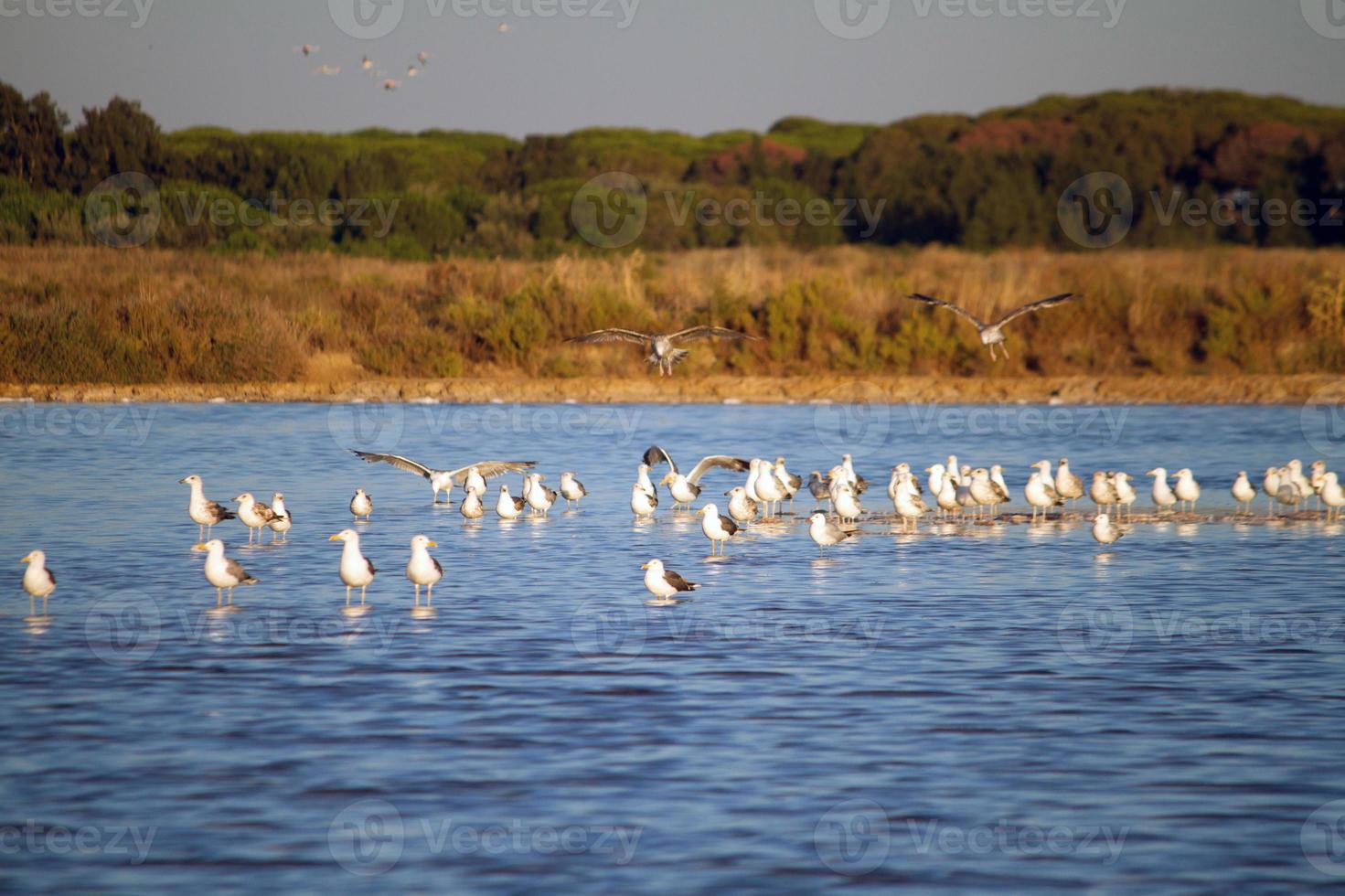 mouettes au parc naturel photo