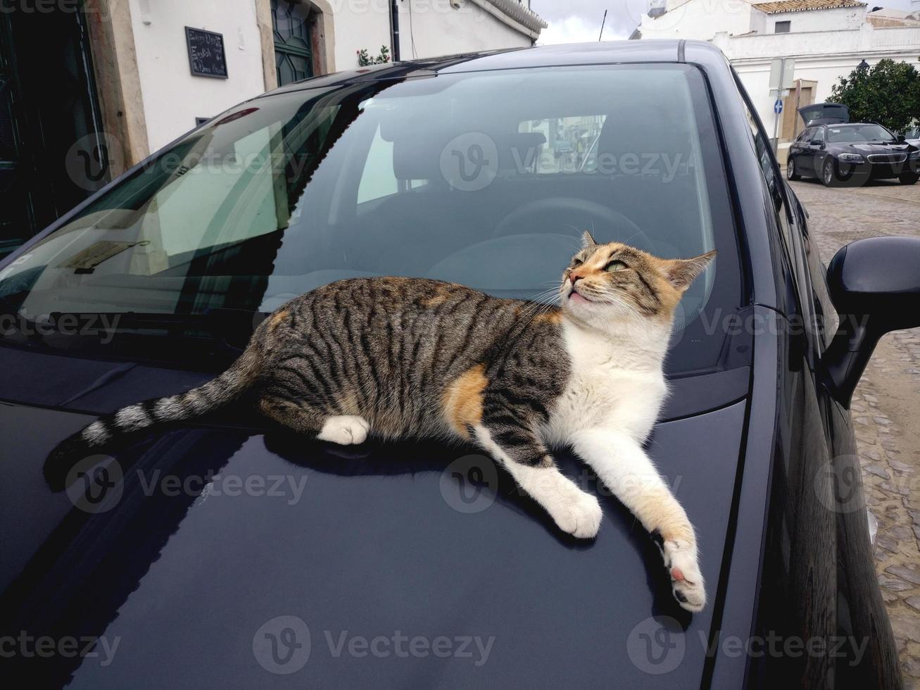 chat domestique en haut de la voiture photo