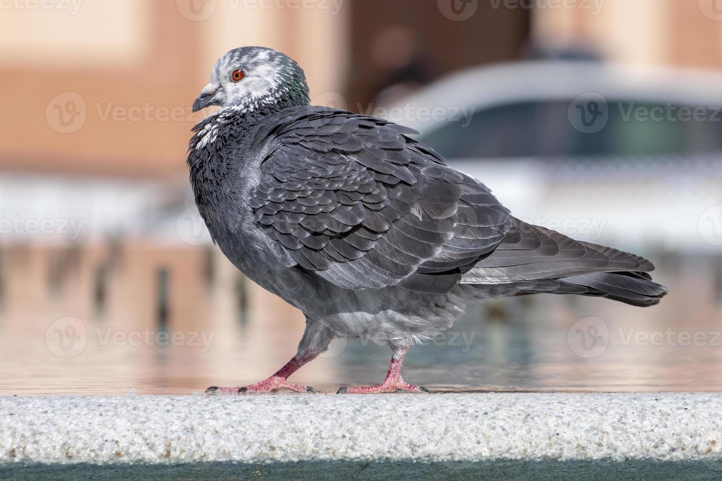 pigeon curieux sur une fontaine photo