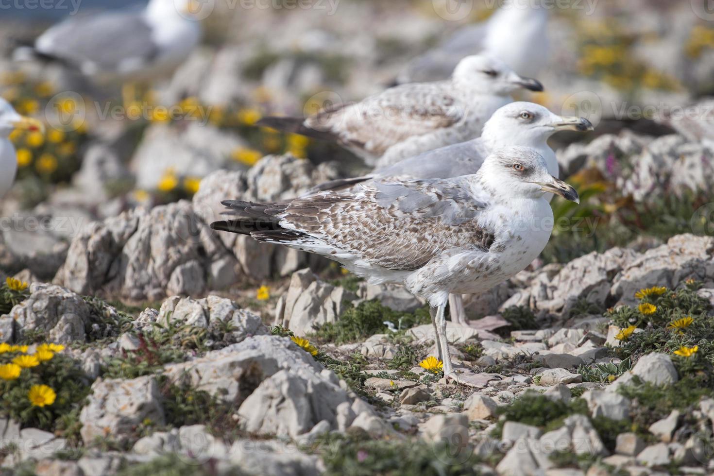 jeunes mouettes près des falaises photo