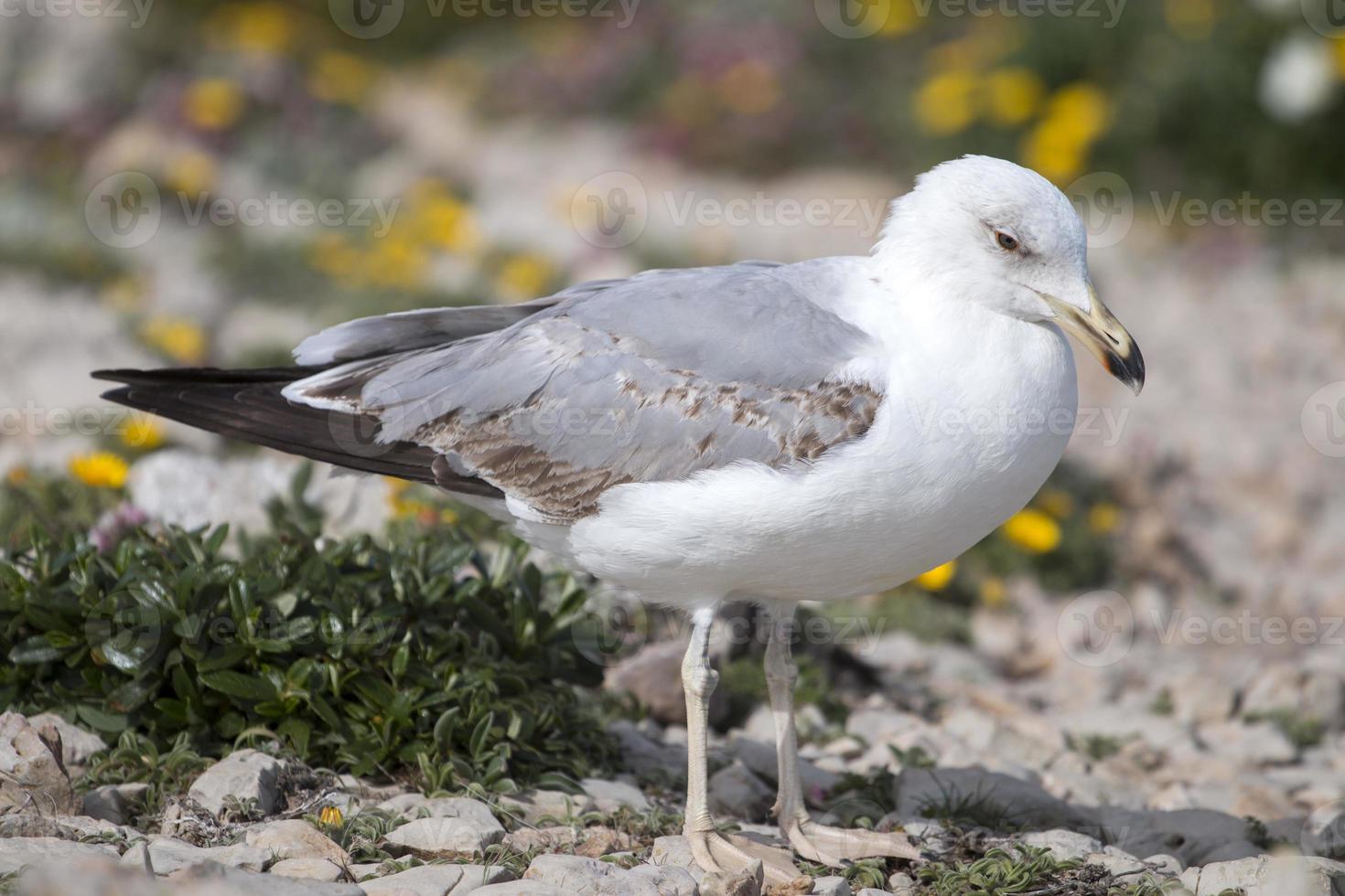 jeunes mouettes près des falaises photo