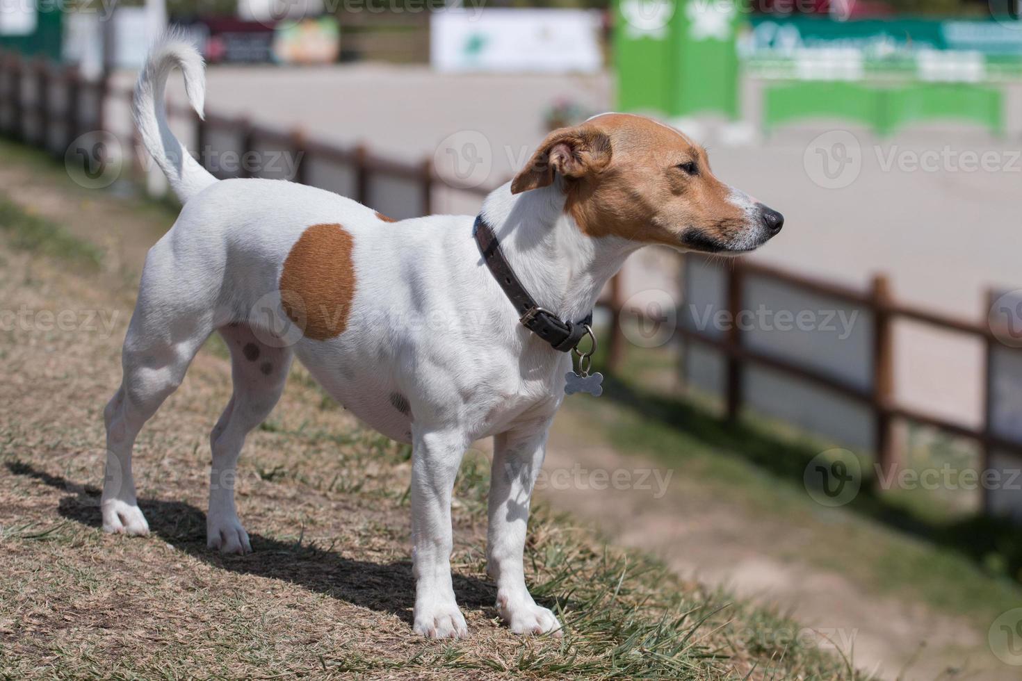 chien jack russell terrier photo