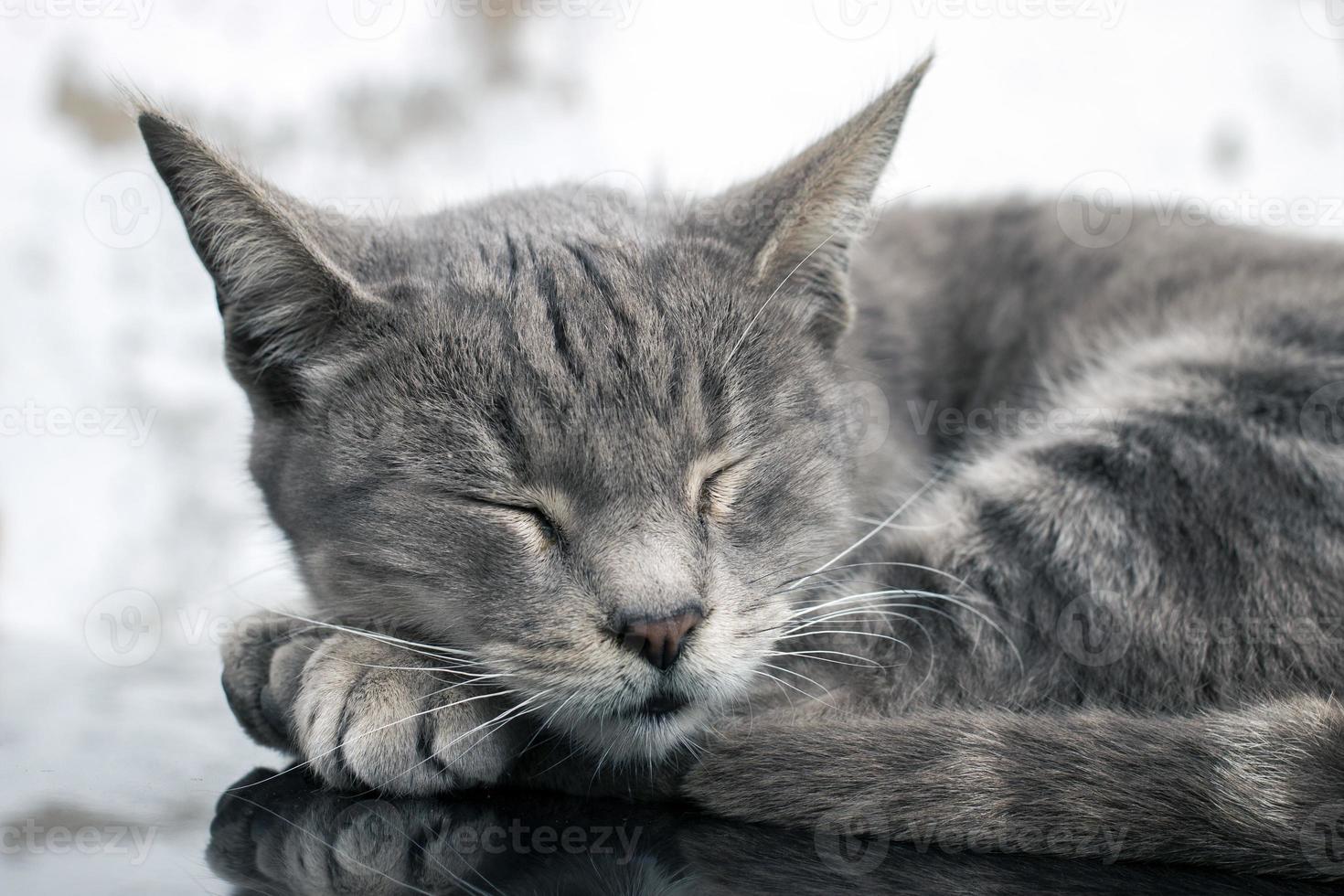 chat domestique en haut de la voiture photo