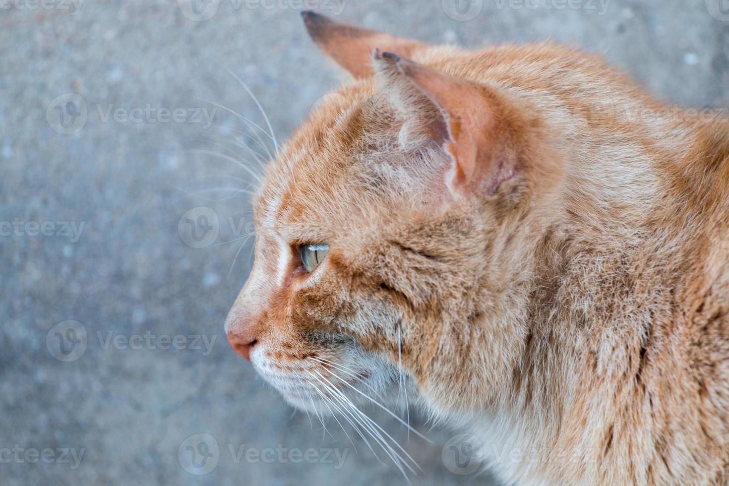 chat orange dans la rue photo