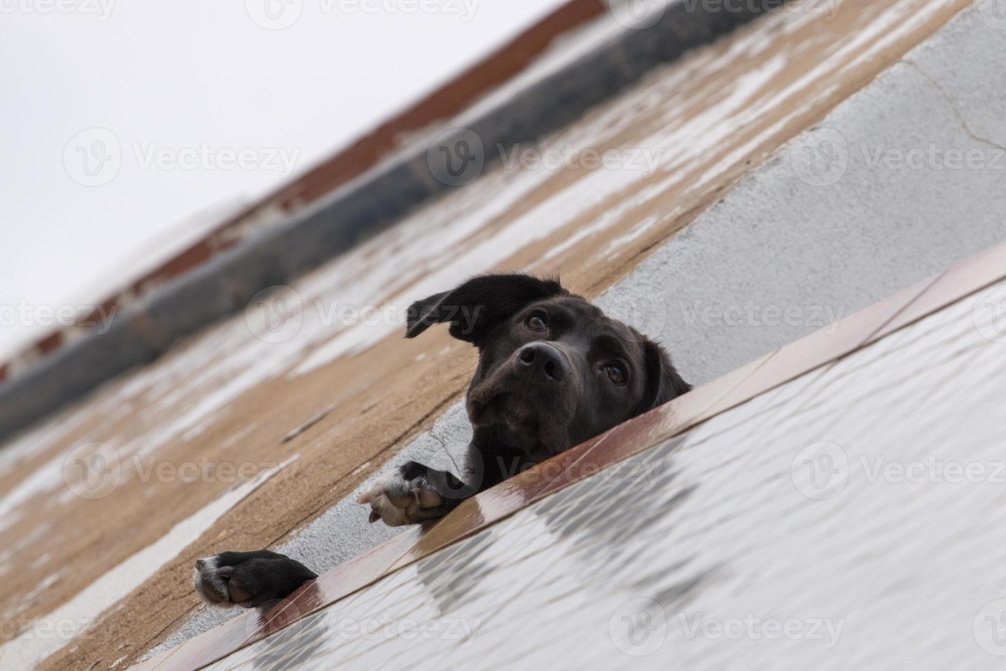 chien curieux sur balcon photo