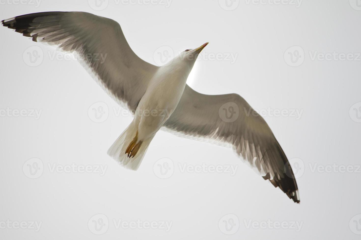 mouette en vol photo